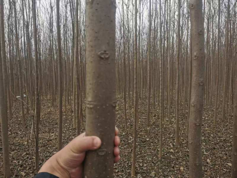 楸树