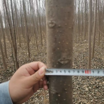 楸树