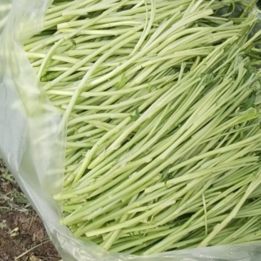 蔬菜芦蒿
