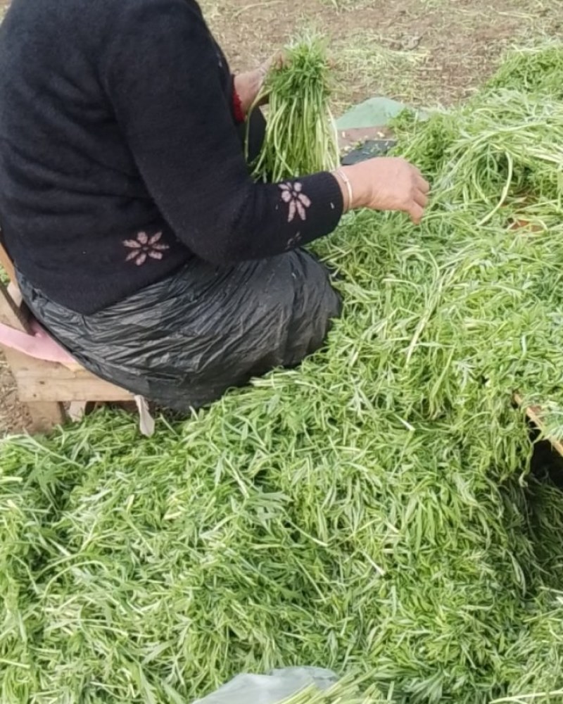 蔬菜芦蒿