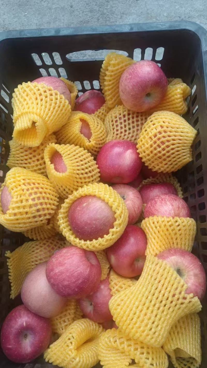 红富士苹果