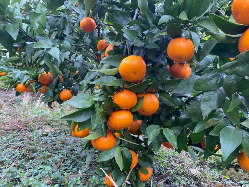 【诚信卖家】广西河池环江沃柑大量有货欢迎选购