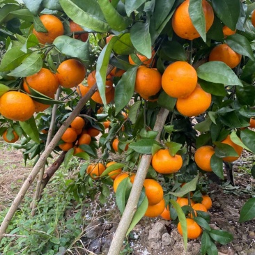 【诚信卖家】广西河池环江沃柑大量有货欢迎选购