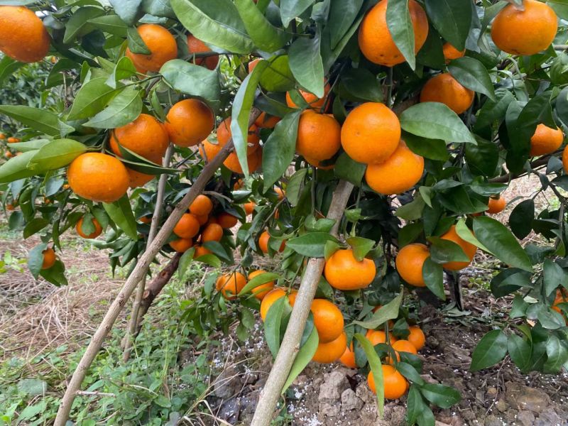 【诚信卖家】广西河池环江沃柑大量有货欢迎选购