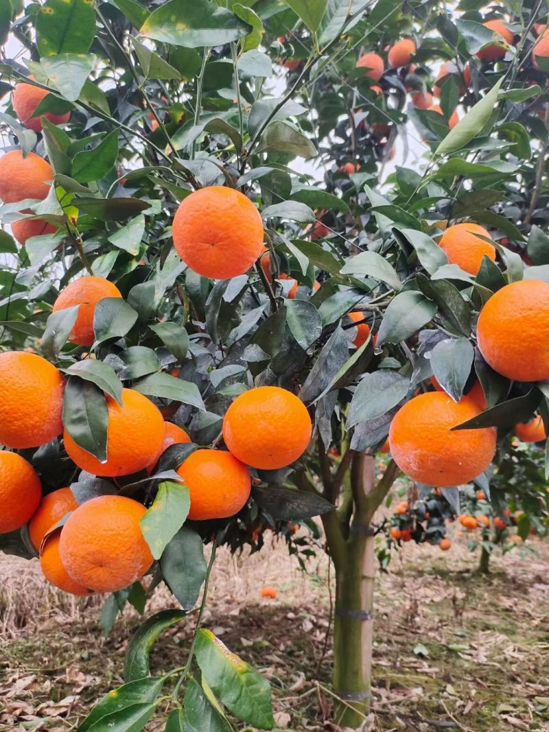 【诚信卖家】广西河池环江沃柑大量有货欢迎选购