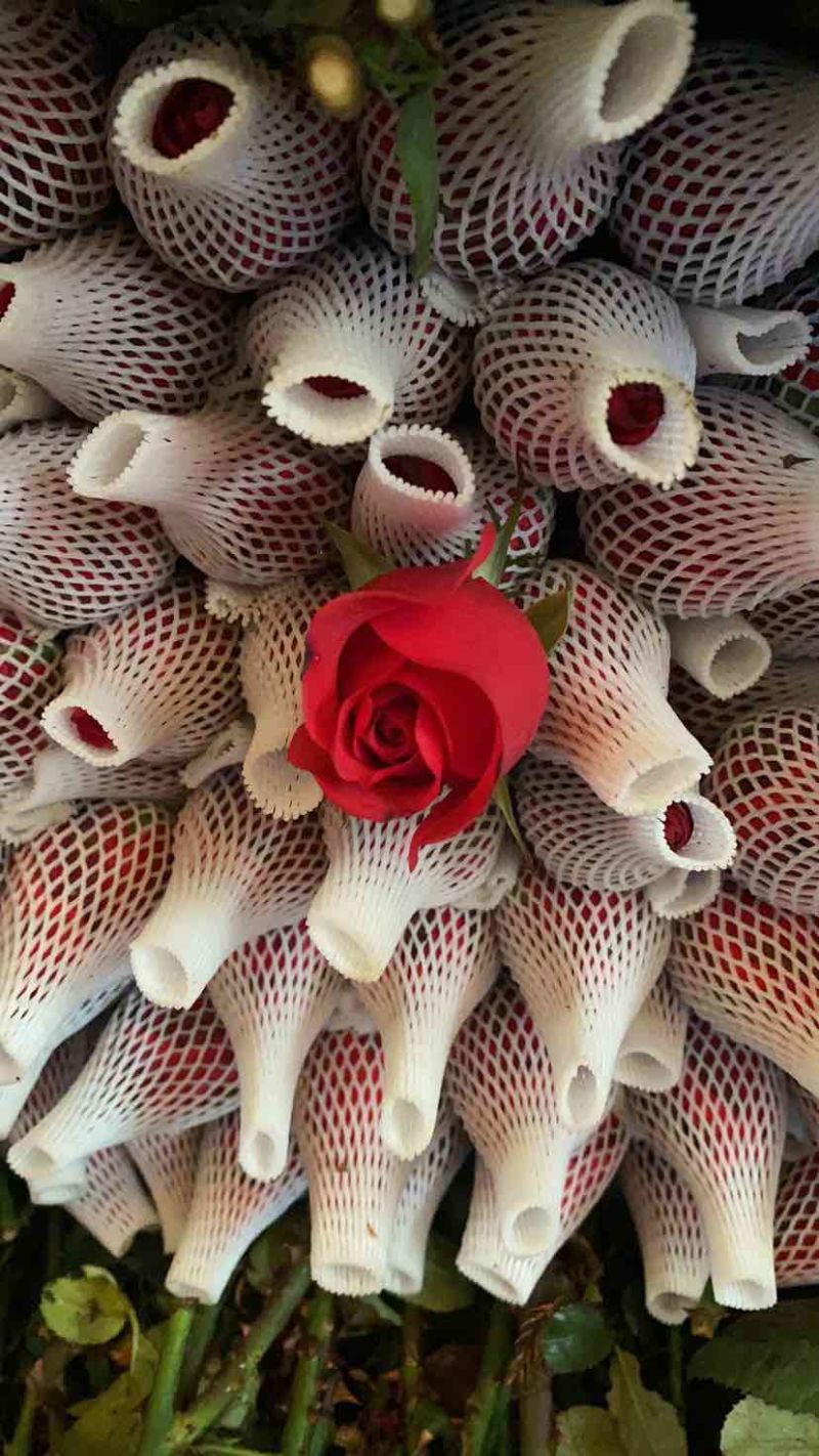 广州玫瑰鲜切花红衣