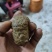 羊黄羊结石