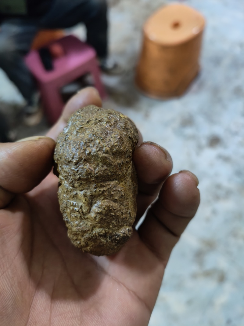 羊黄羊结石