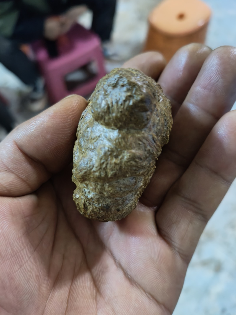 羊黄羊结石