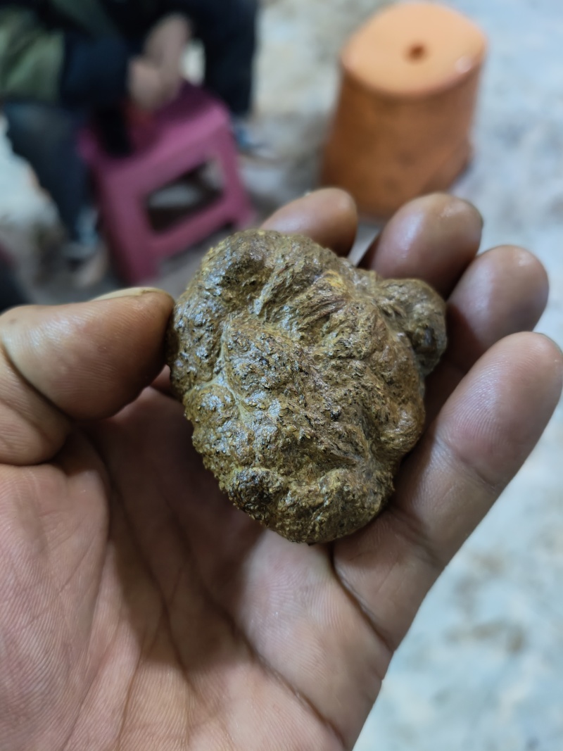 羊黄羊结石