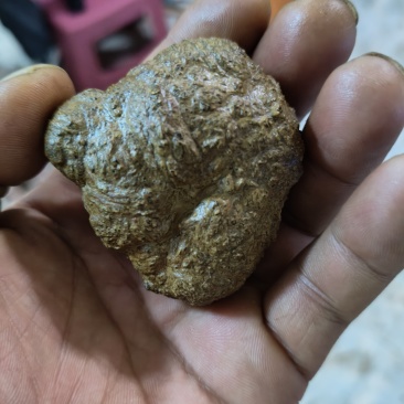 羊黄羊结石