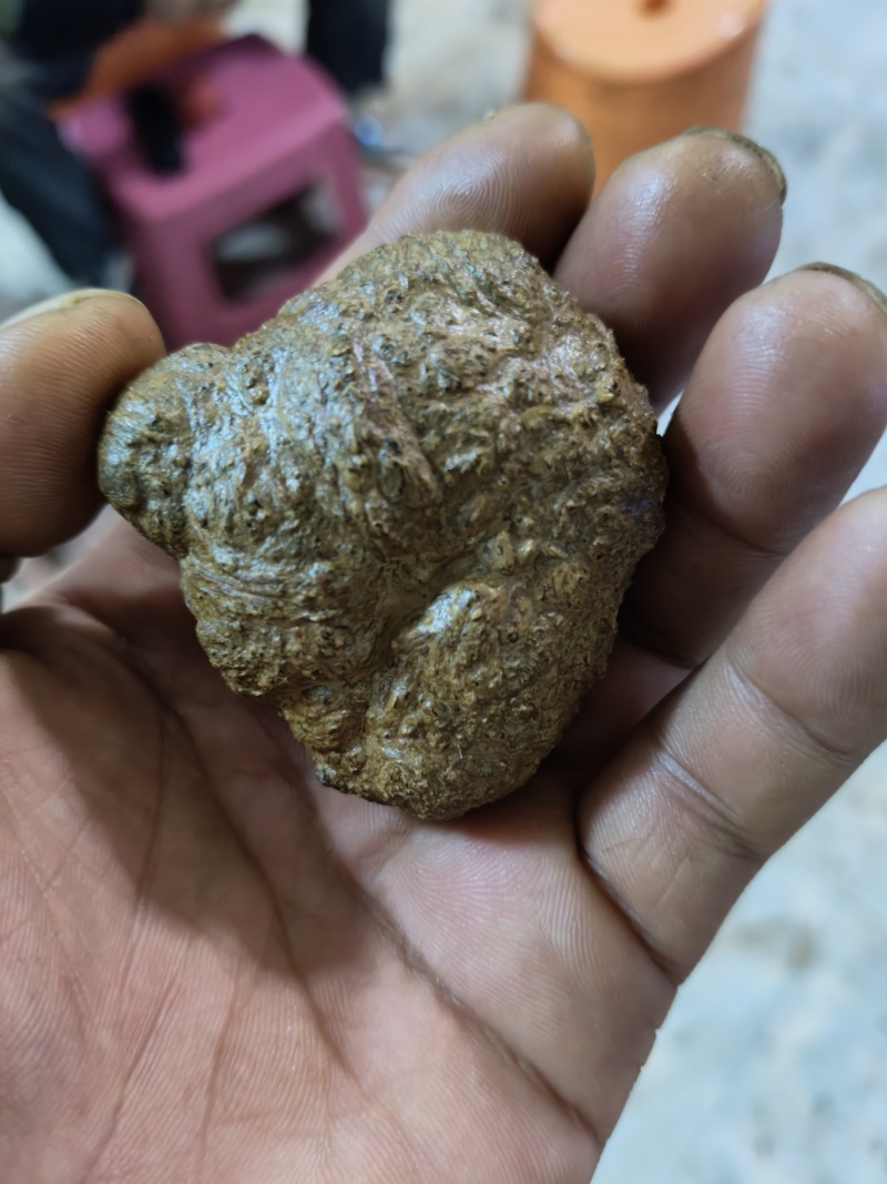 羊黄羊结石