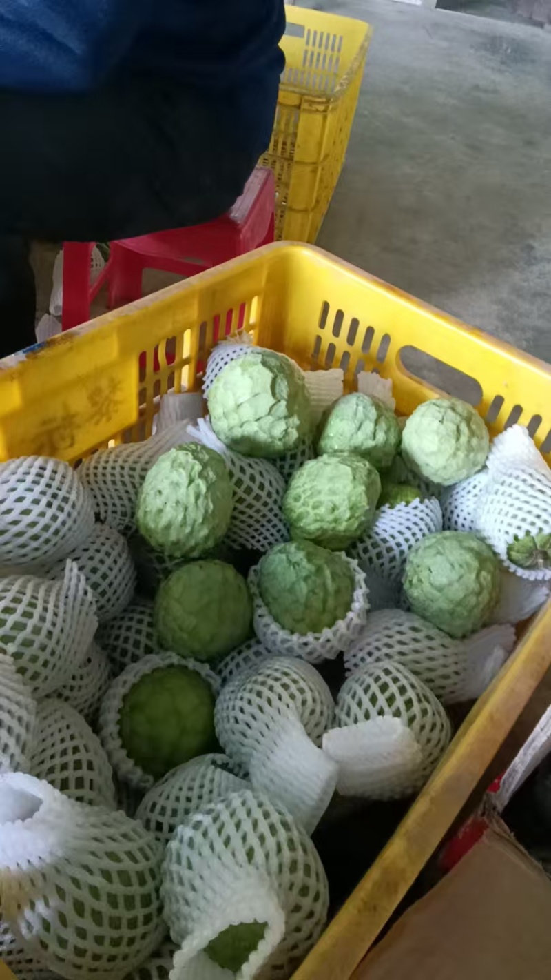 AP释迦果