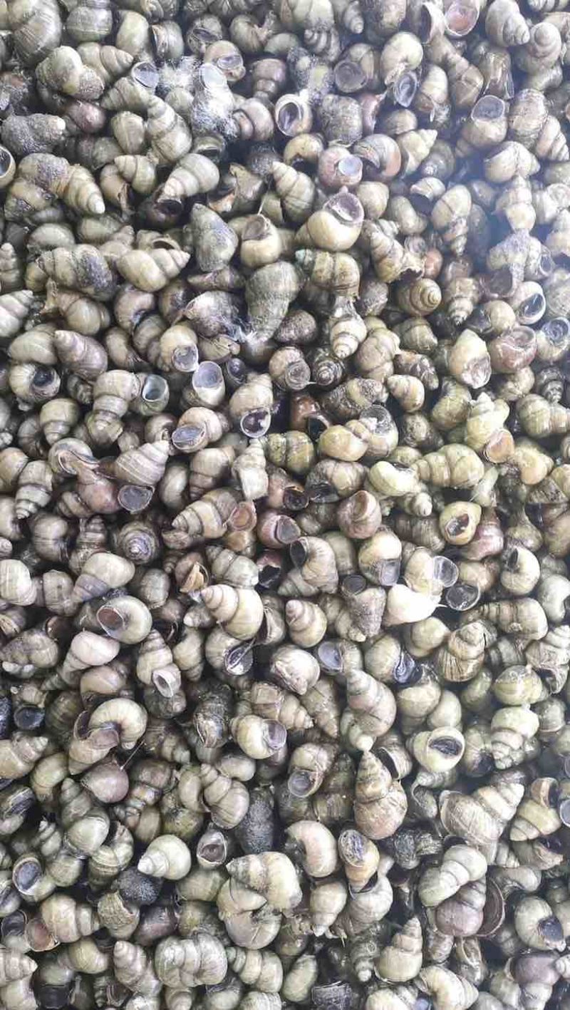 常年稳定大批量出售食用螺蛳饲料螺蛳