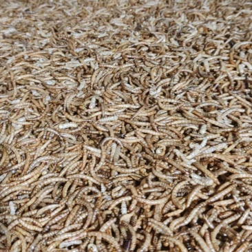 黄粉虫干虫
