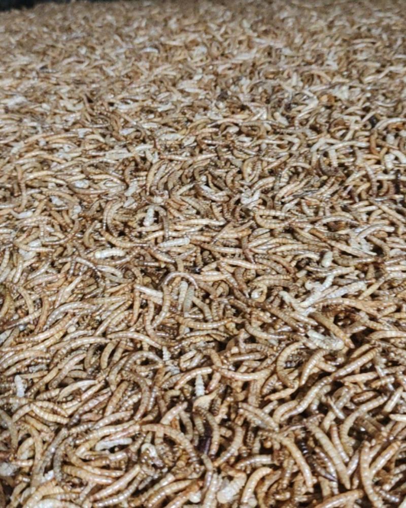 黄粉虫干虫