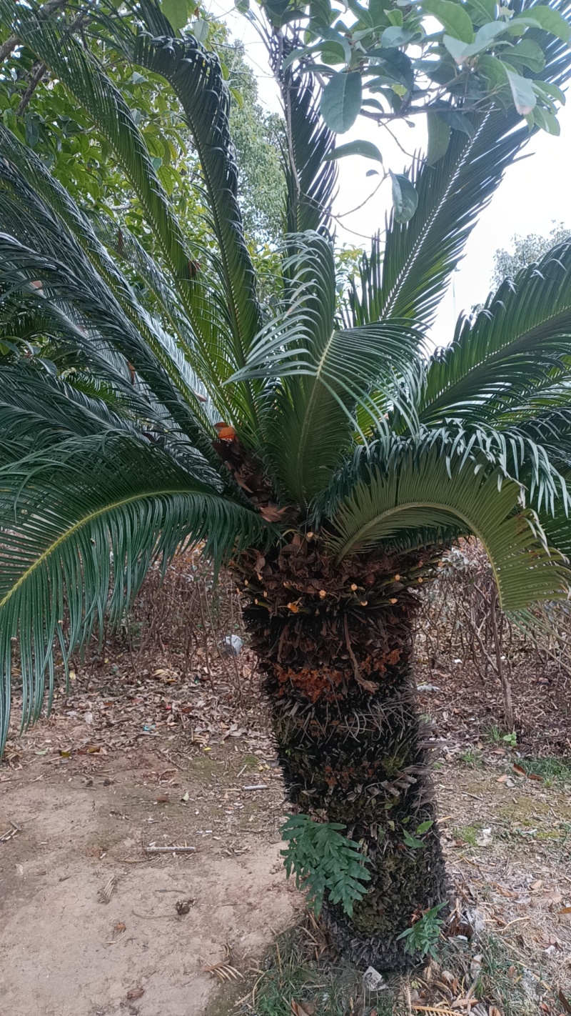 苏铁果实，铁树果