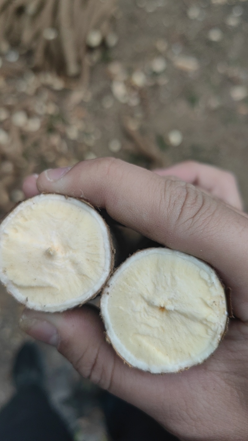 防城港特产，软糯香甜，好吃不贵，，大量批发！