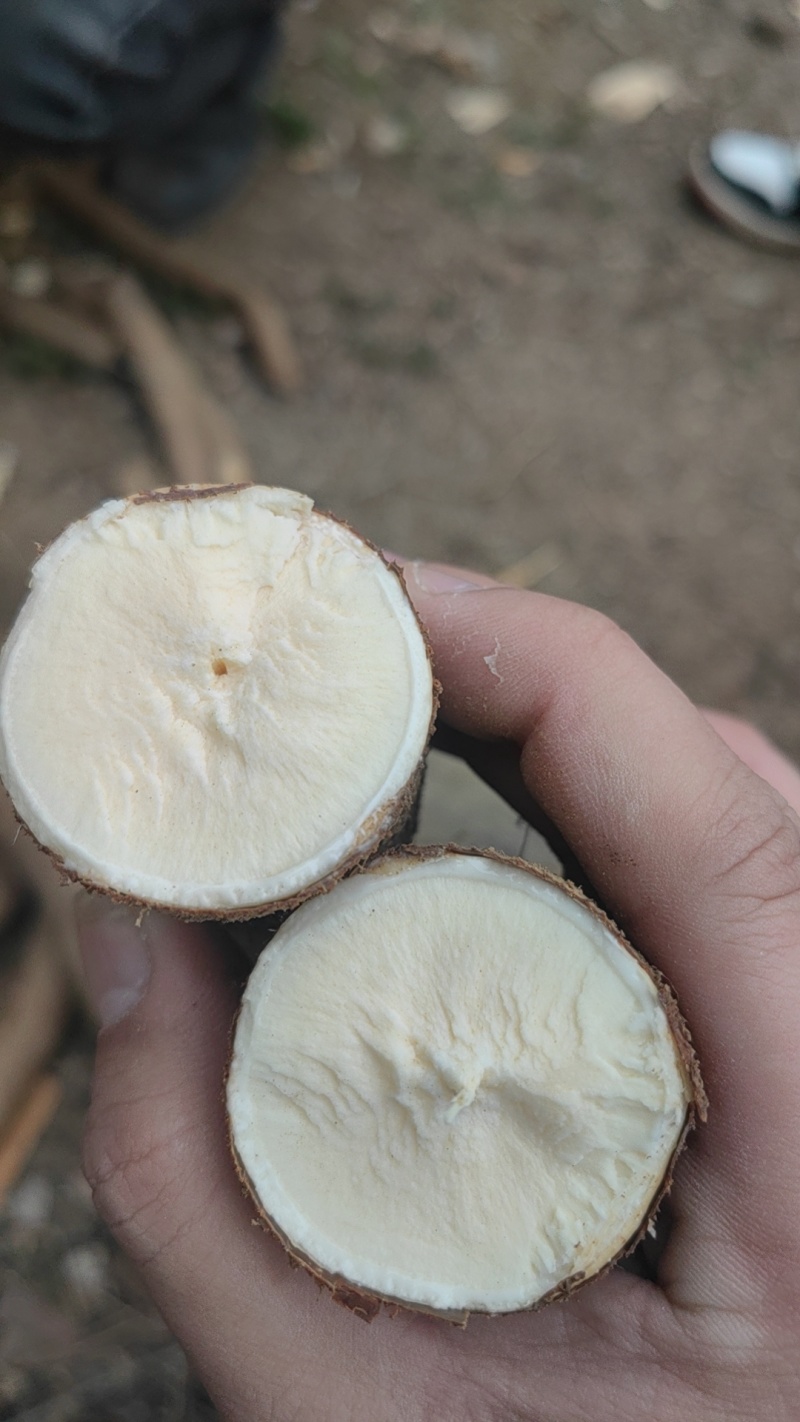 防城港特产，软糯香甜，好吃不贵，，大量批发！
