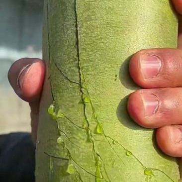 批发水果萝卜