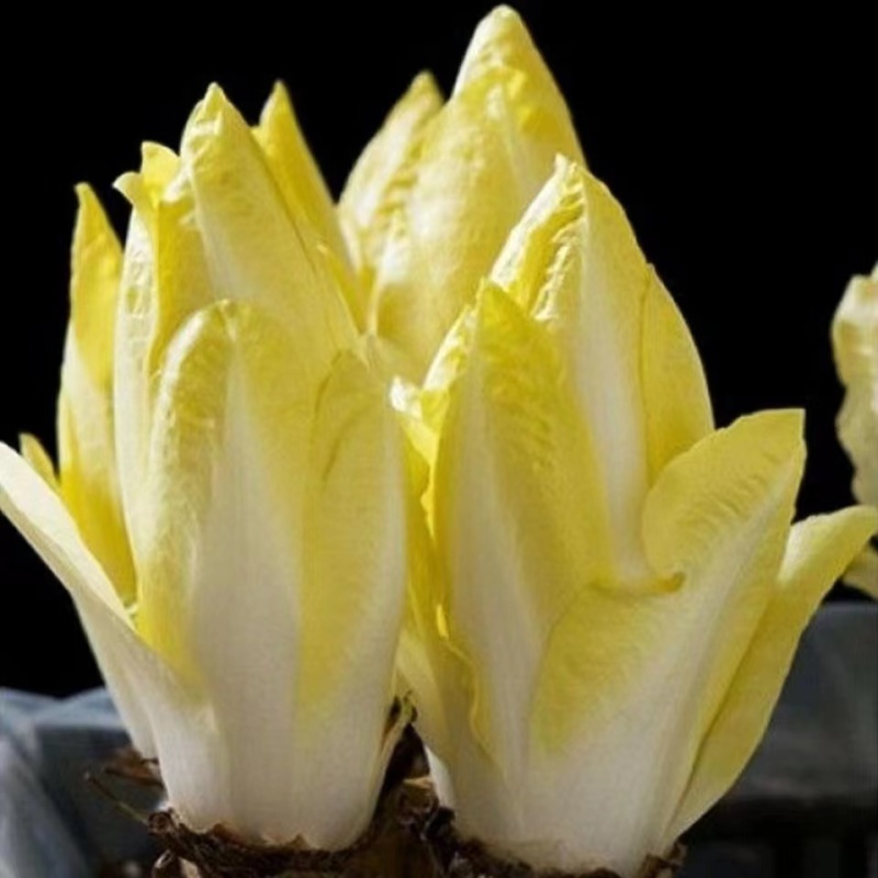 蔬菜