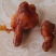 鸡宝
