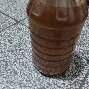 纯正山茶油