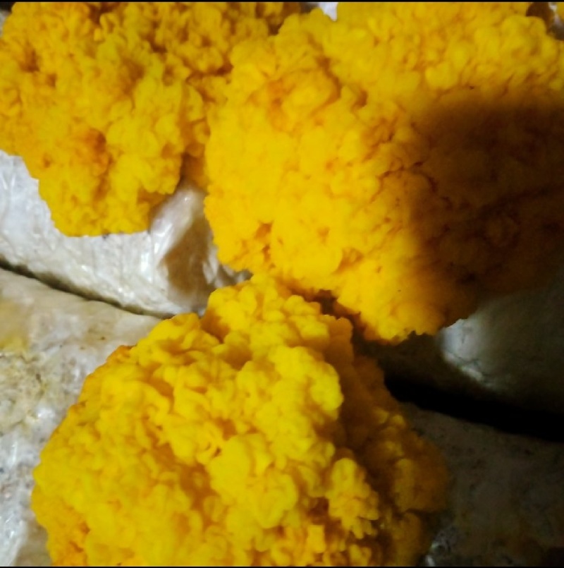 陕西宝鸡，新鲜金耳菌