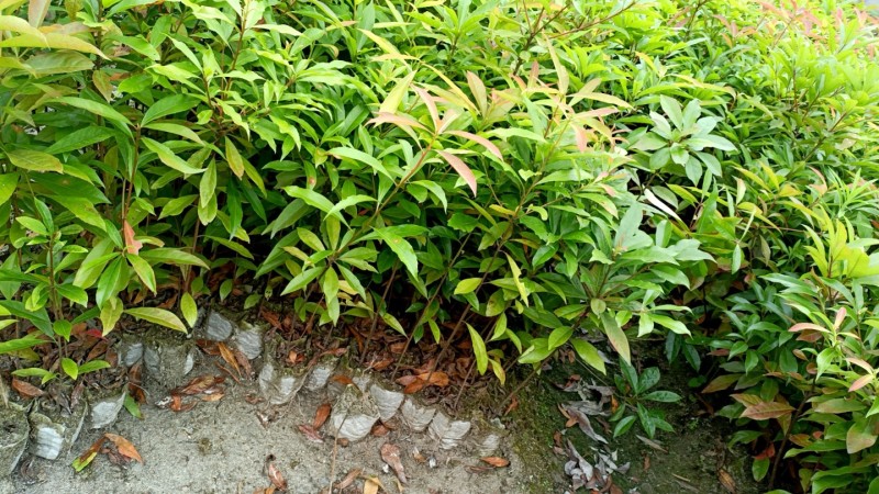 木荷杯苗