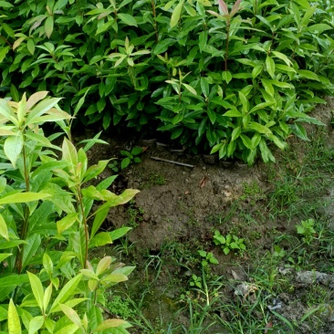 木荷杯苗