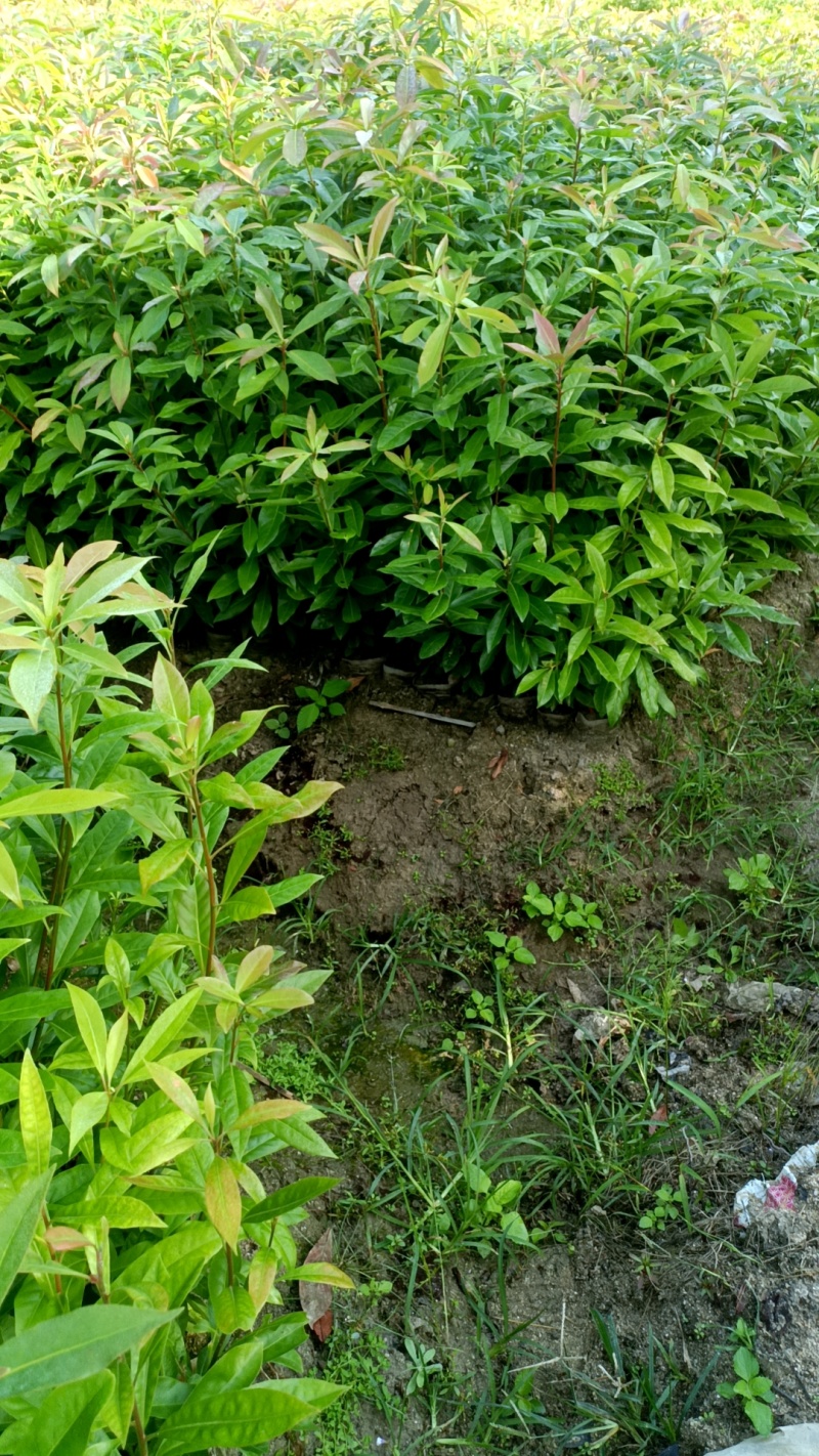 木荷杯苗
