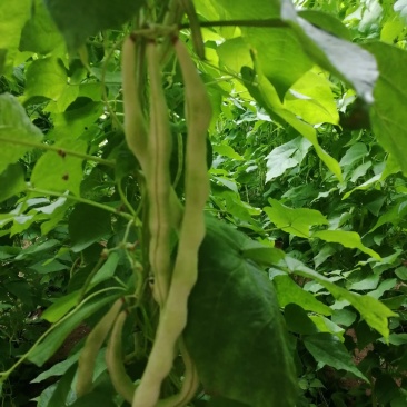 九粒白芸豆大量上市