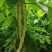 九粒白芸豆大量上市