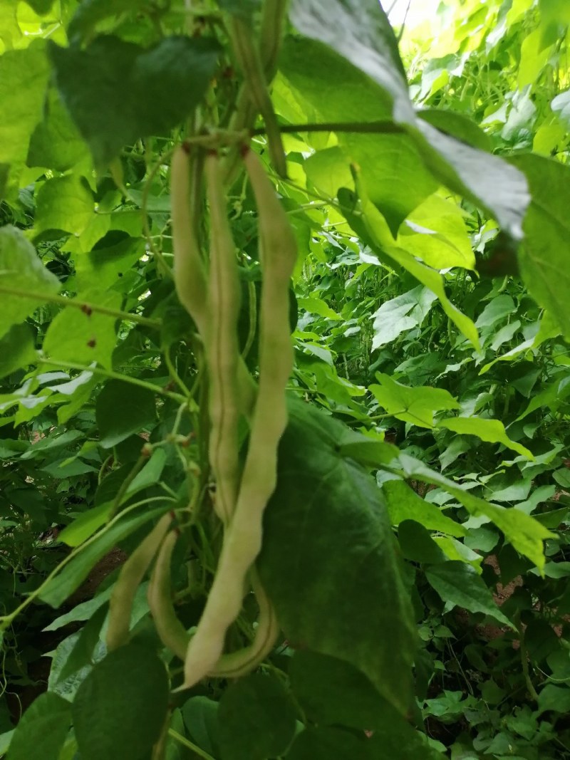 九粒白芸豆大量上市