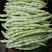 九粒白芸豆大量上市