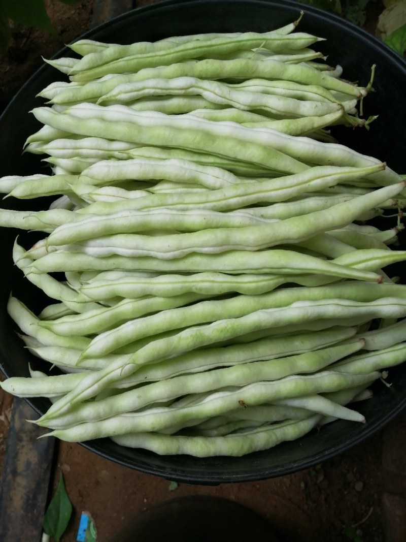九粒白芸豆大量上市