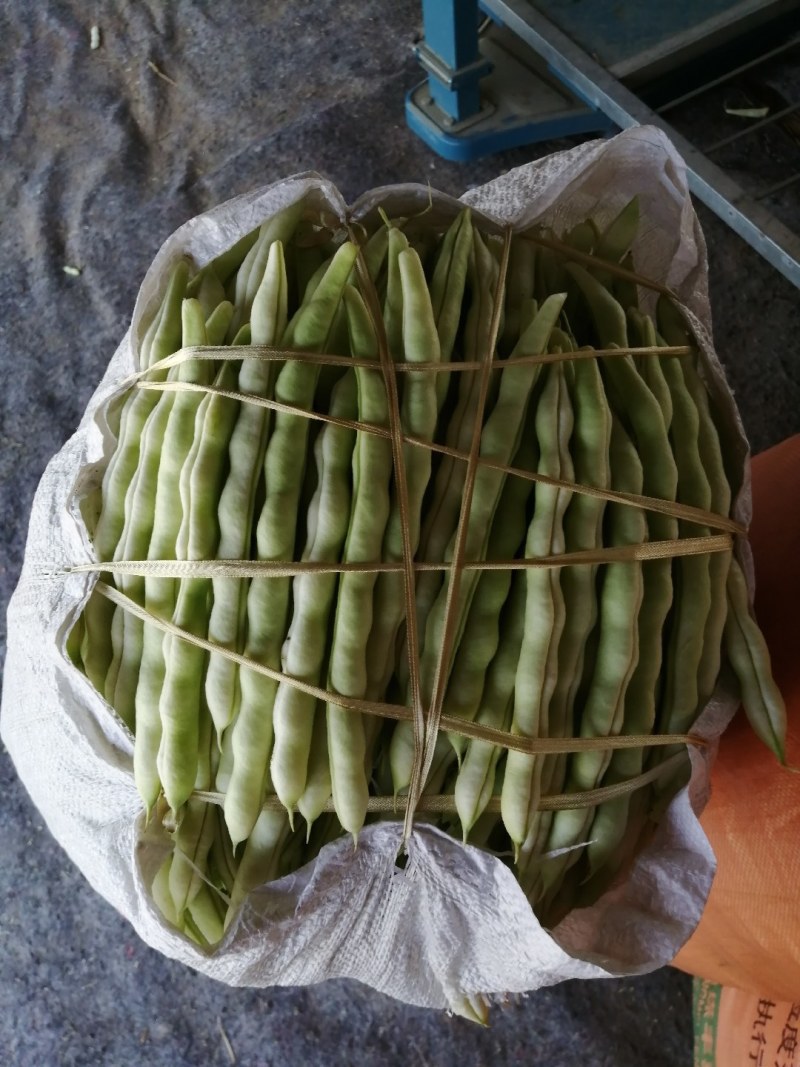 九粒白芸豆大量上市