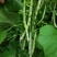 九粒白芸豆大量上市