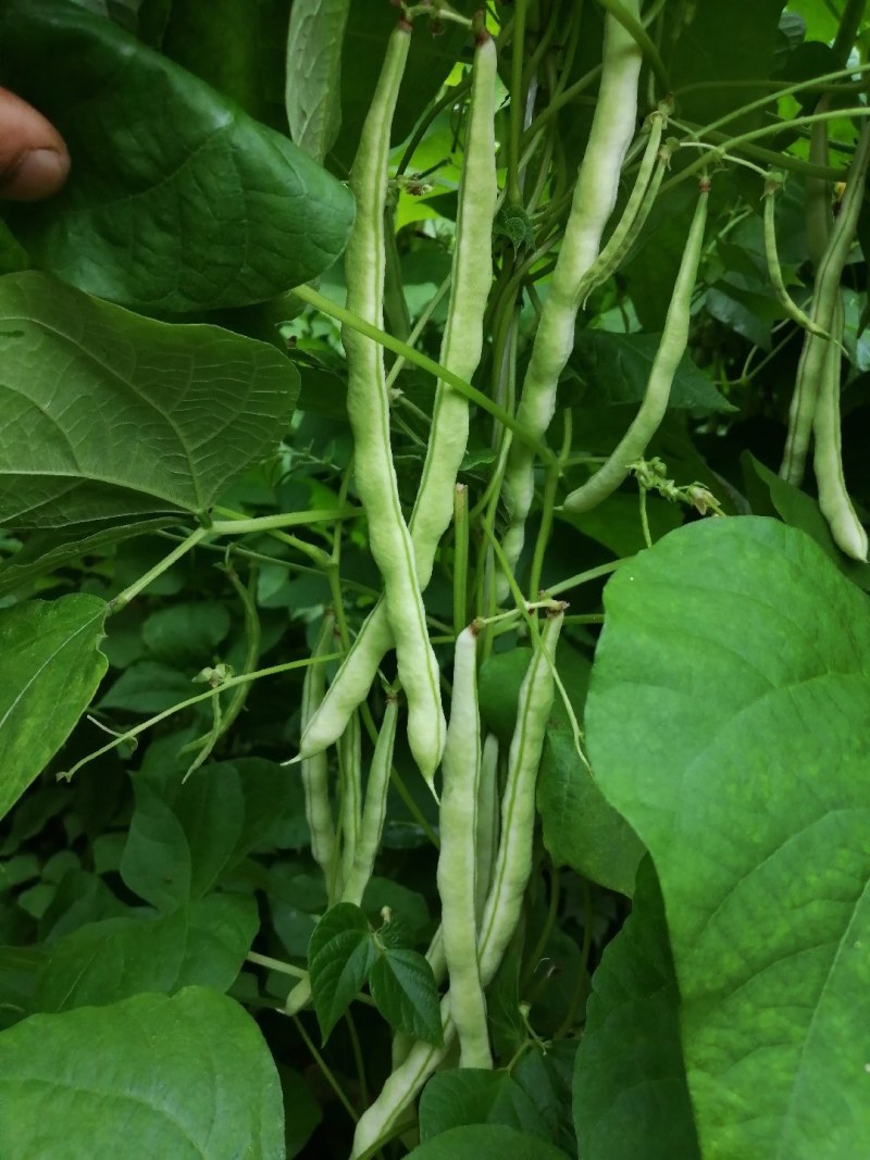 九粒白芸豆大量上市