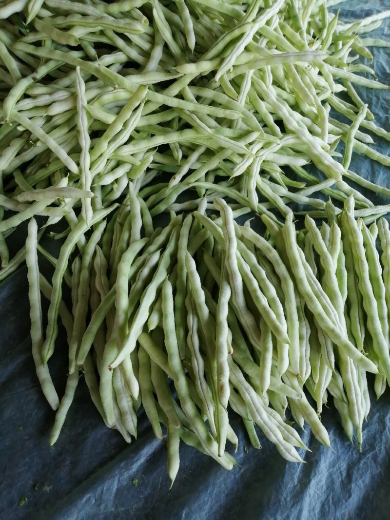 九粒白芸豆大量上市