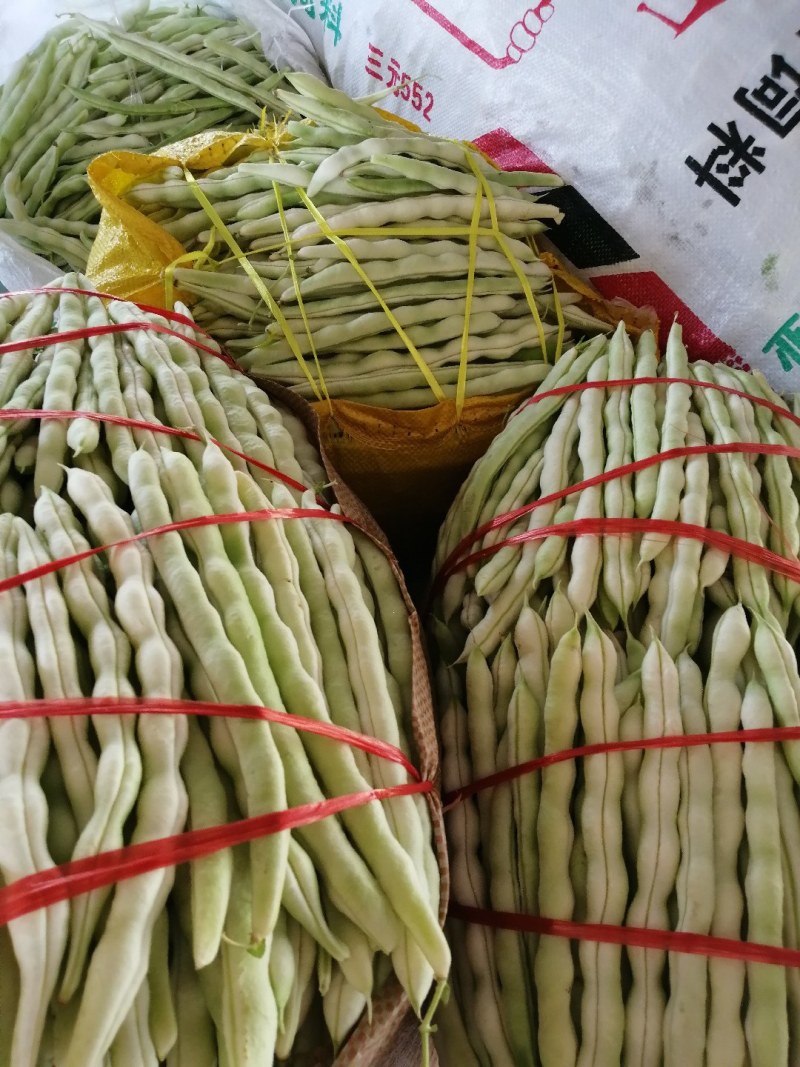九粒白芸豆大量上市