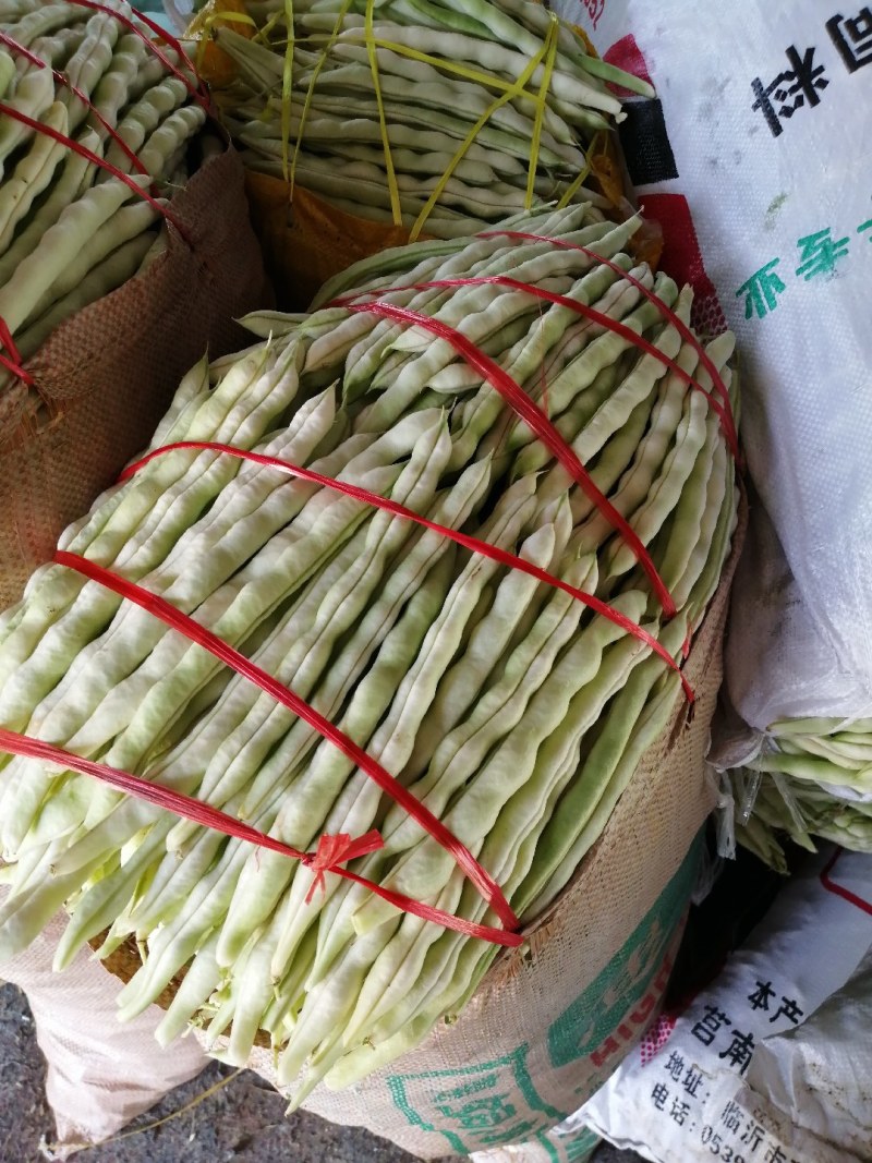 九粒白芸豆大量上市