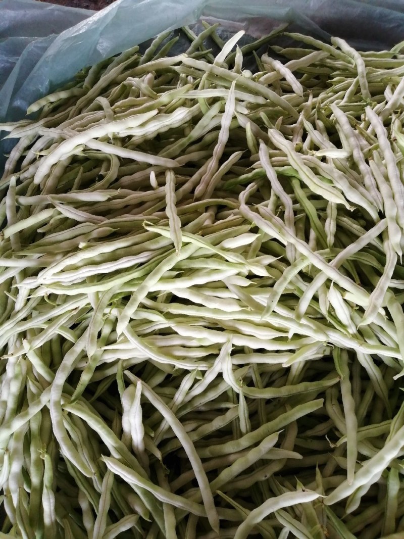 九粒白芸豆大量上市