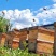 蜂产品