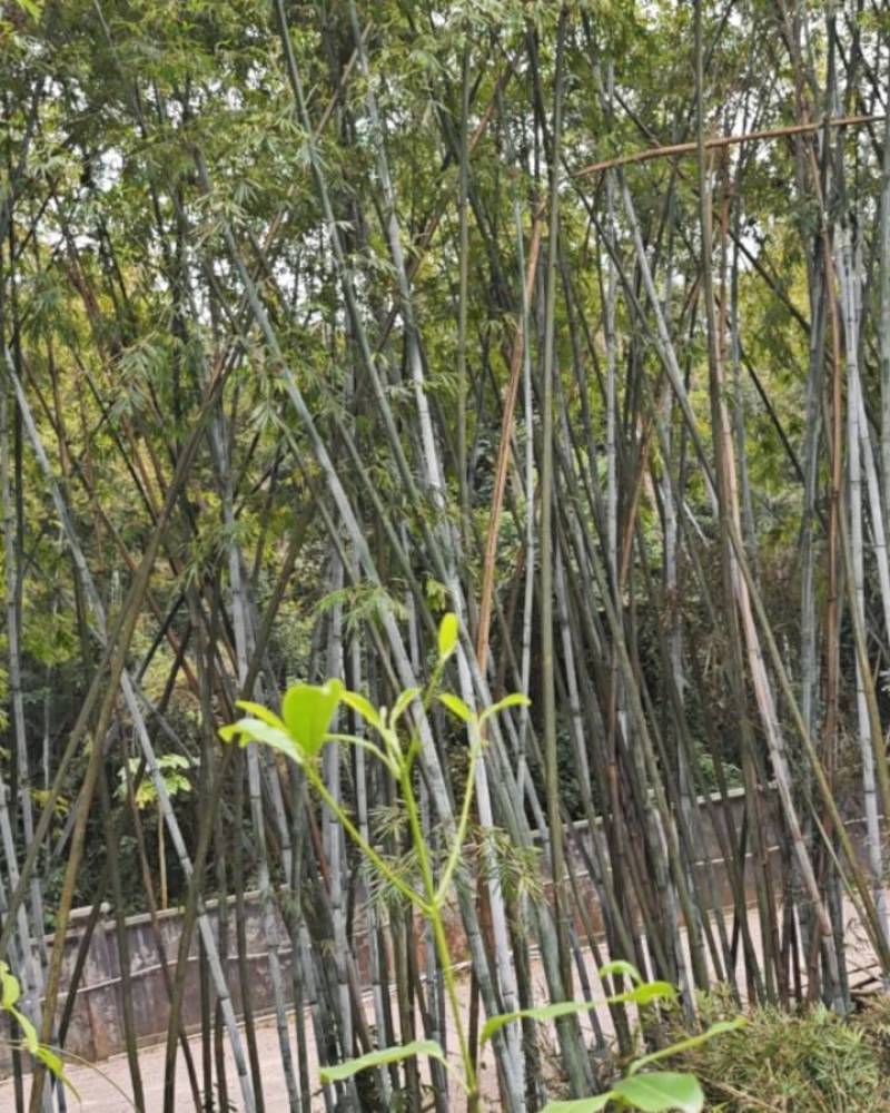 卖竹子