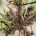 正规货源精品石菖蒲种苗