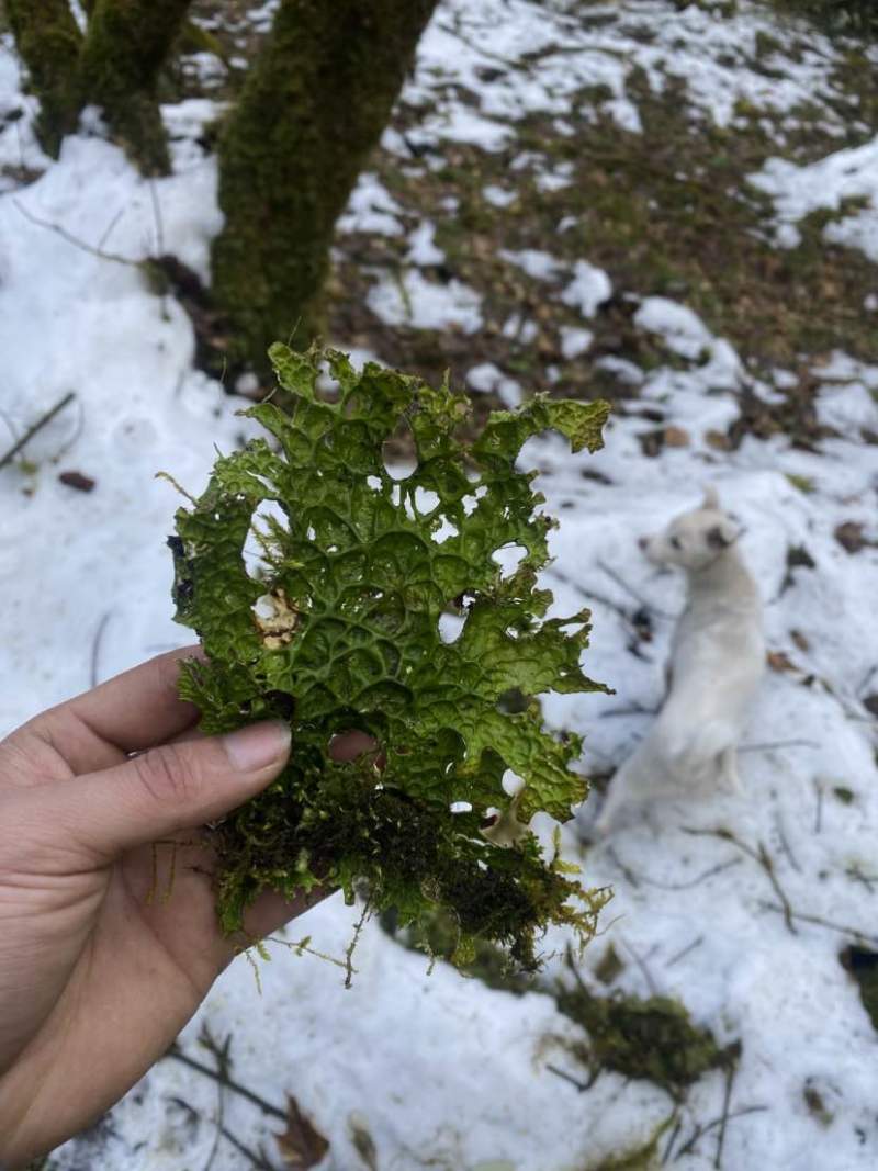 深山里的老龙皮，喜欢的可以咨询