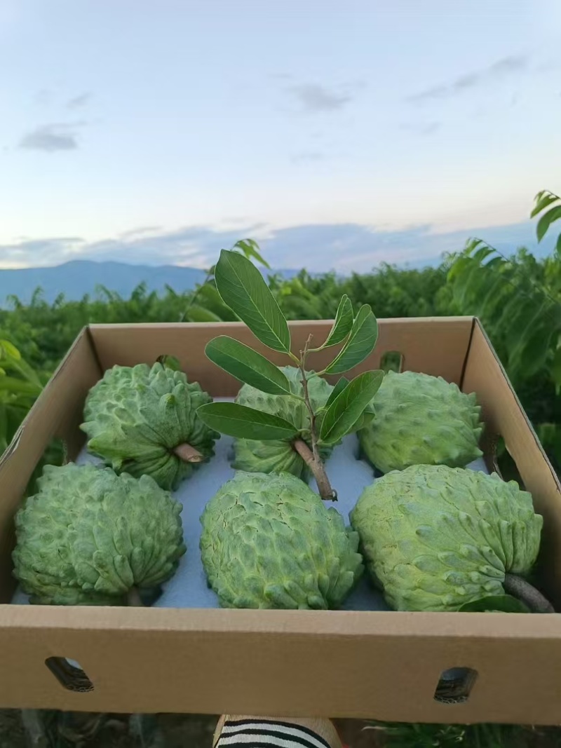 海南释迦果