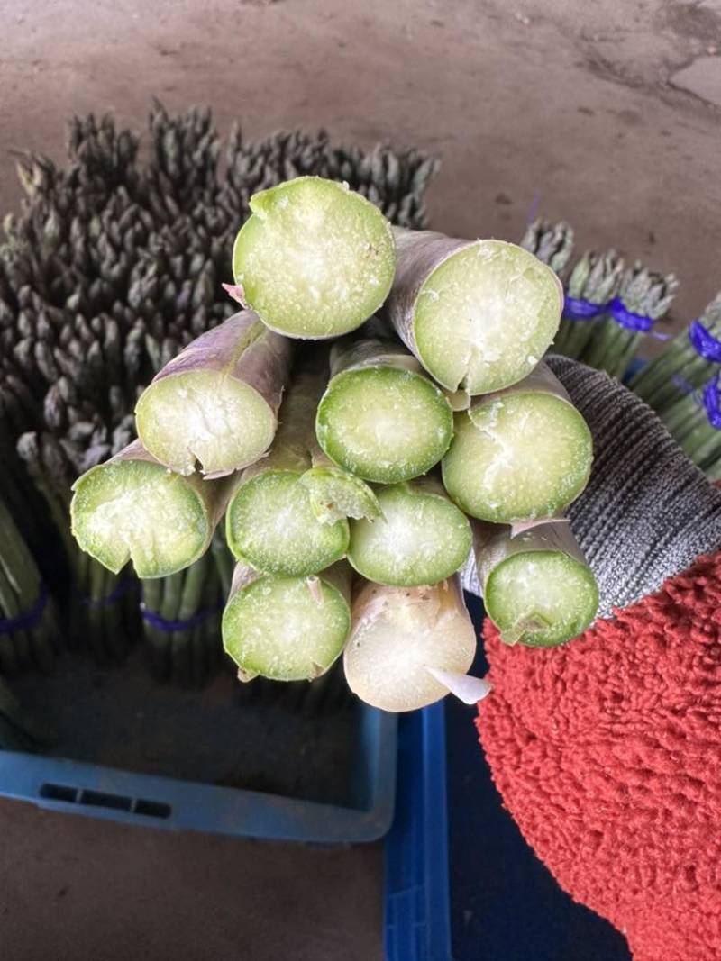 上海崇明芦笋基地直发，量大从优