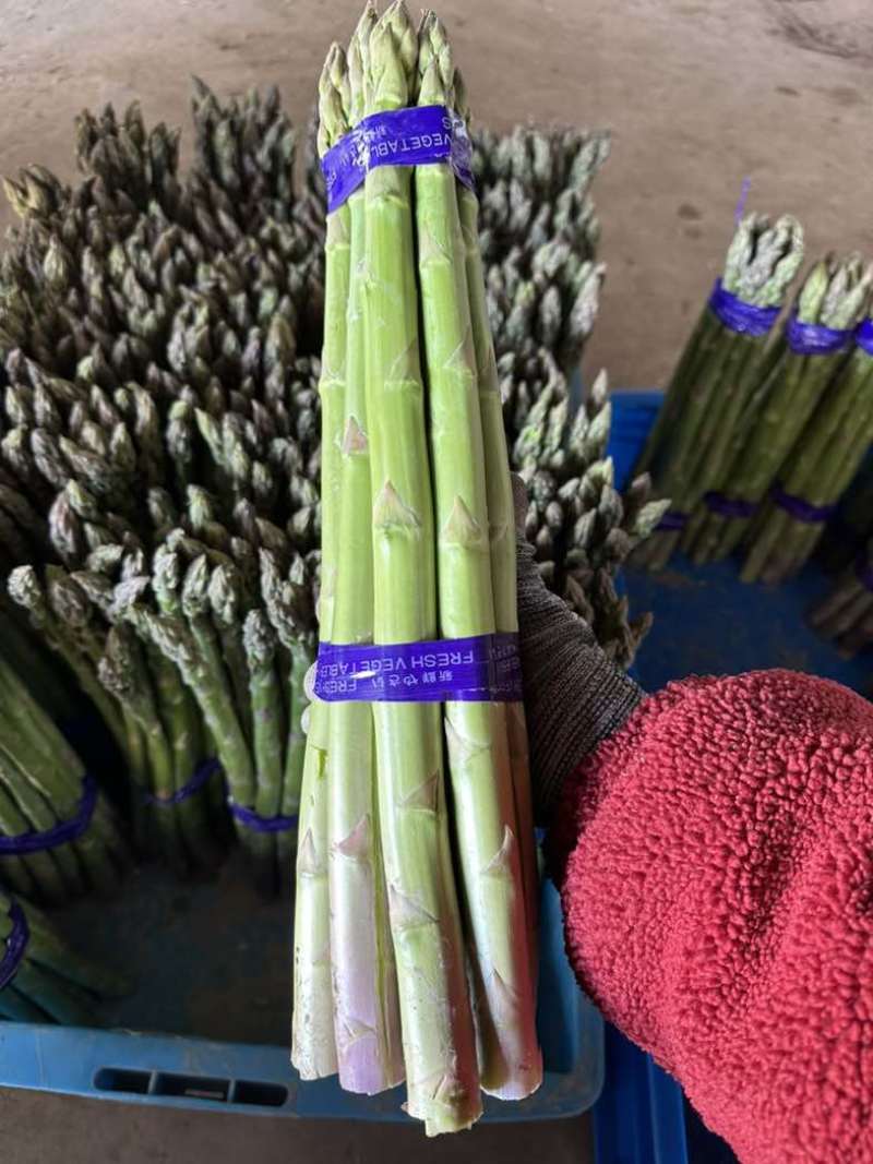 上海崇明芦笋基地直发，量大从优